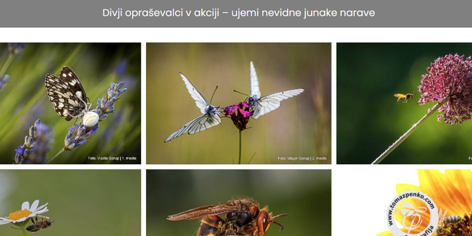 Nagrajenci fotografskega natečaja »Divji opraševalci